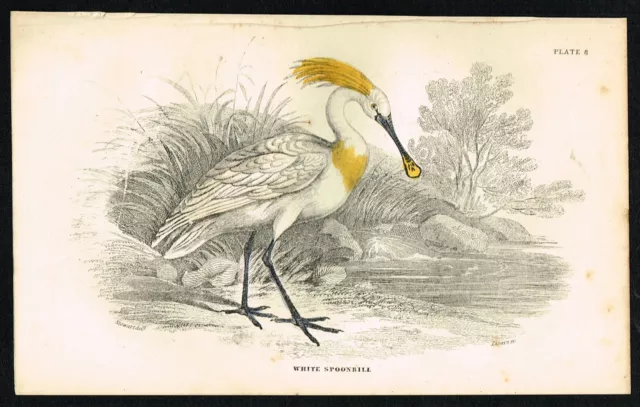 Eurasian White Spoonbill Bird, Hand-Colored Antique Engr. Print - Jardine 1850