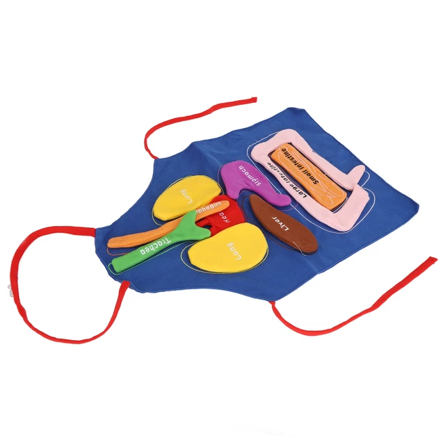 Modèle D'anatomie D'organe Digestif Humain Pour Enfants Et étudiants De