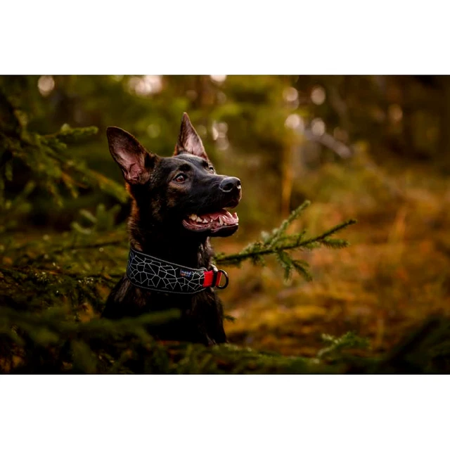 Rukka Pets Dog & Puppy Clothing - Cube Collar