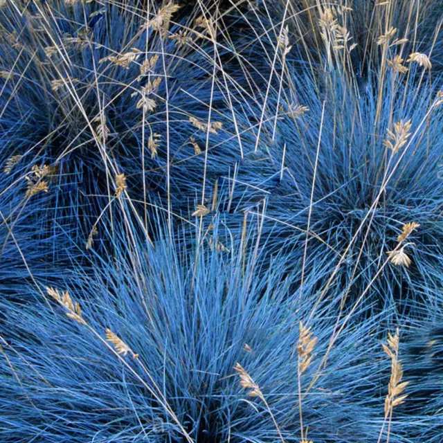 Festuca Glauca Elijah Blue - 3 Plants - Evergreen Outdoor Grasses In 9cm Pot 2