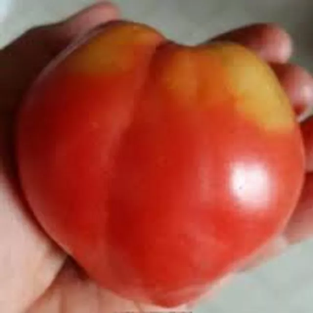 Tomato Hungarian Heart HUGE 1-2 LB. Organic  Combined Shipping 15 SEEDS