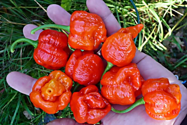 50 Trinidad Scorpion Pepper Seeds BUTCH Worlds Hottest Chilli S039