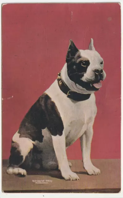 Vintage Puppy Postcard: "BOSTON TERRIER" C-1908 RPPC