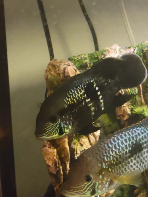 1 Live Juvenile (1 1/2-2")Green Terror Cichlid Premium Freshwater Tropical Fish