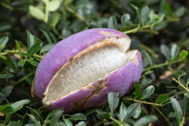 SAMEN kaum zu glauben am Schokowein wachsen Trauben, die nach lieblich schmecken