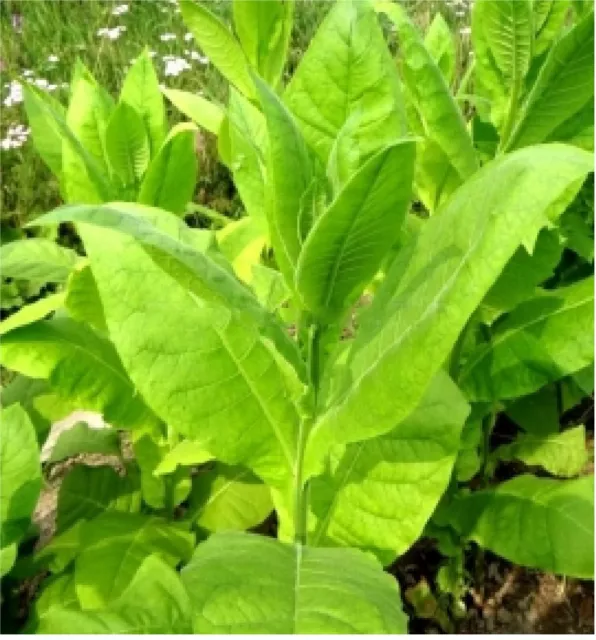 Tobacco Seed Crimean Tobacco Early Hybrid Plants High Yield Seed Fresh 700 seeds