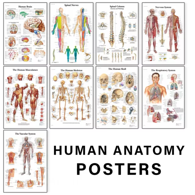 Human Anatomy Medical Doctor Educational Anatomical Posters - A5 A4 A3