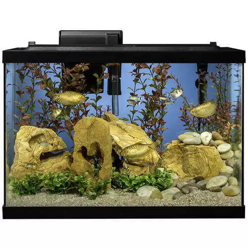 Fish Tanks 20-Gallon LED Glass Aquarium Starter Kit with Filter, Heater & Plants 3