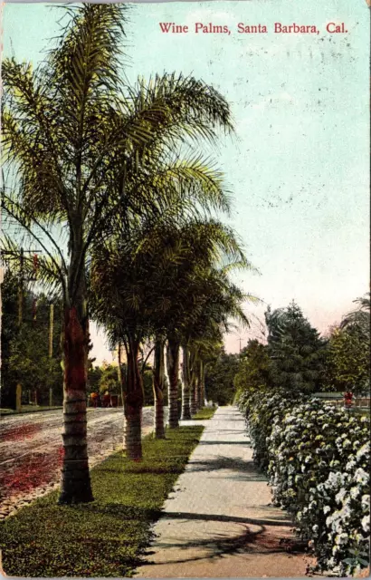 Wine Palms Trees Santa Barbara Calif. 1908 Divided Back Posted Postcard 7P