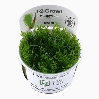 Tropica Taxiphyllum 'Spiky' Moss - Tissue Culture Cup