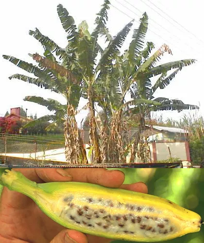 SAMEN wunderschöne, große, frostharte Bananen-Palme mit vielen leckeren Früch