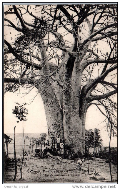 CONGO - la flore congolaise - un bel arbre