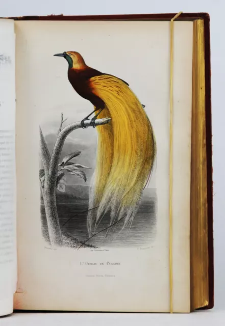 [Zoologie] Buffon - Galerie D'histoire Naturelle 32 Planches Couleurs