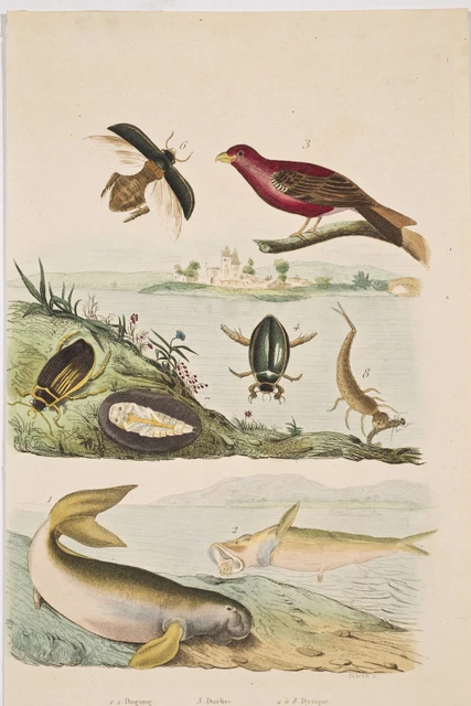 Gravure Ancienne XIXe Siècle - Histoire Naturelle, Oiseaux - Dimensions 39,5 X 26,5 Cm - Avec Défauts D'âge