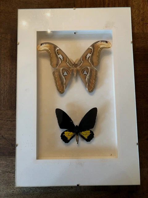 Cadre Entomologie Vintage – Papillon Papilio Hesperus Du Kenya, Sous Verre, Déco Nature