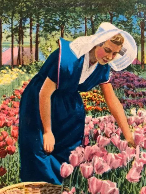 Nelis Tulip Farm Holland, Michigan Postcard Unposted