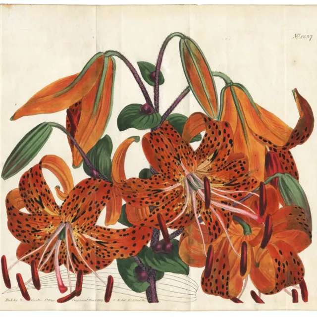 Scarce 1809 Curtis Botanical Hand-Colored Folio Engraving No. 1237, TIGER LILY