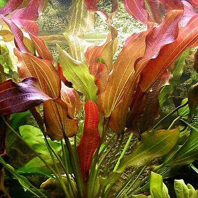 Kleiner Bar Sword - BUY 2 GET 1 FREE Echinodorus Red Aquatic Plants Exotic Plant
