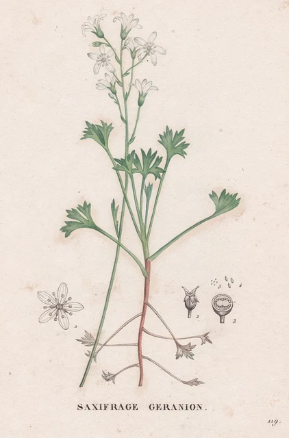 Saxifrage Geranion Saxifraga Flower Botanic Grabado Saint-Hilaire