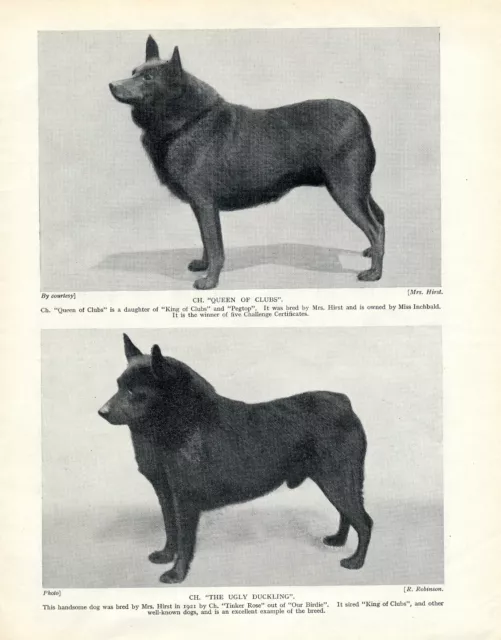 Schipperke Two Named Champion Dogs Old Original Dog Print From 1934