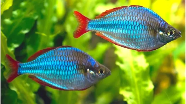 Group of 5+1 Live Dwarf Neon Rraecox Rainbowfish Freshwater Tropical Fish A+++