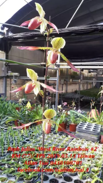 QOB Orchid Multiflorous Paphiopedilum Julius POT100mm LS350mm  4YO