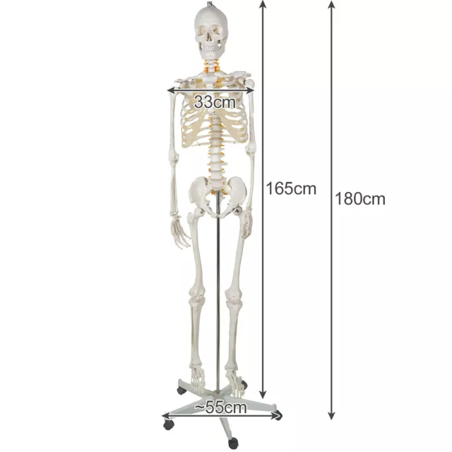 Anatomisches Modell des Menschlichen Skeletts Skelettmodell Knochenskelett 22583 2