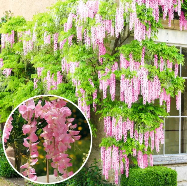 Wisteria Rosea | Pink Flowering Deciduous Hardy Climbing Garden Shrub Plant