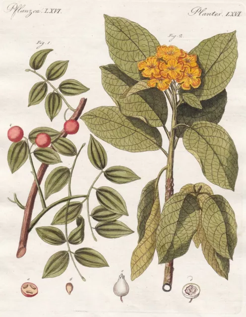 Schlangenholz Sebesten Baum tree Kräuter herbs Botanik botanical Bertuch 1798