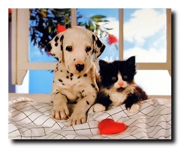 Wall Decor Friends Forever Dalmatian Dog and Cat Animal Art Print Poster (16x20)