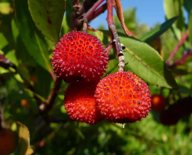 100 Graines De Arbousier (Arbutus Unedo )