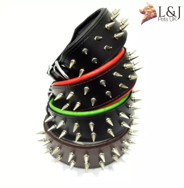 Real leather, Handmade dog collar, spiked, French Bulldog Frenchie