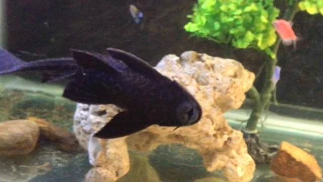 Live Common Plecostomus (Large 10" Tropical Aquarium Fish) *PLS READ DESCR* 3