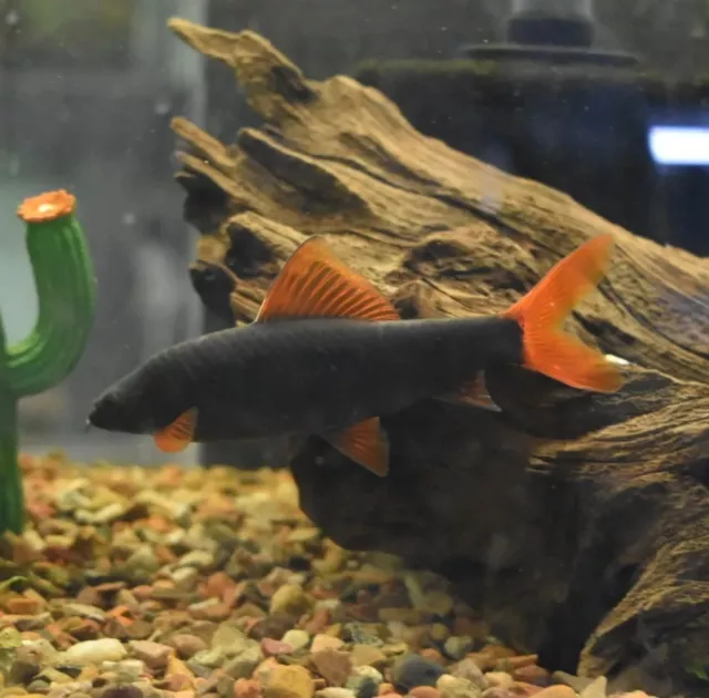 Live Rainbow Shrk (3-4" Freshwater Aquarium Fish) PLS READ DESCR