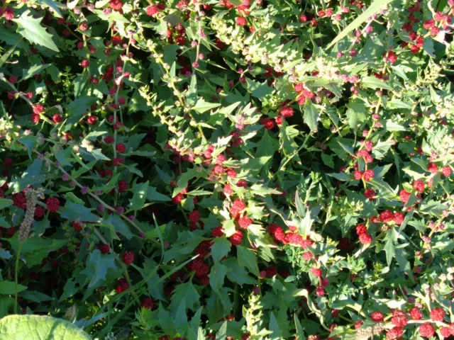 Erdbeerspinat (Blitum virgatum) Samen essbar alte Gemüsesorte Permakulturhof