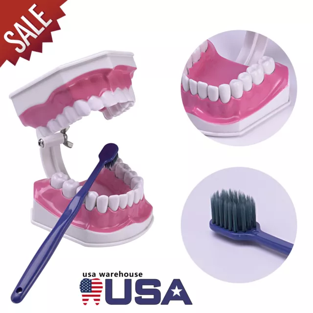 Dental Teaching Teeth Model 2X Magnifying Teeth Model Dentist Teaching