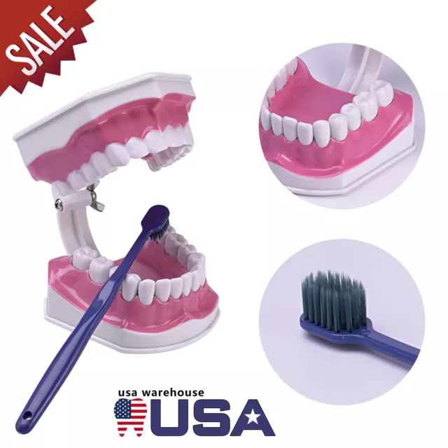 Dental Typodont Teeth Model Brushing Flossing Practice Teach Demo 1.2 Enlarge