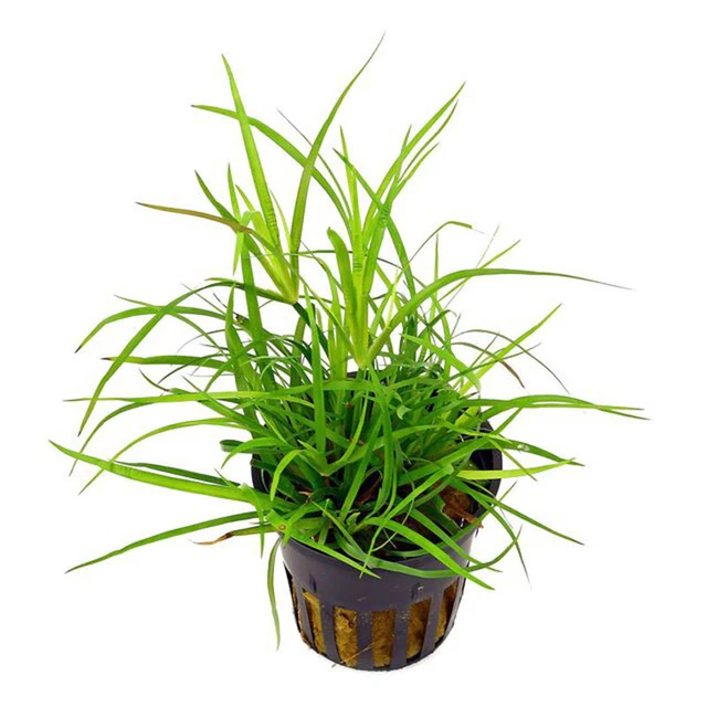 6 (SIX) X Pots of Juncus repens (Creeping Rush) £30.35 PicClick UK