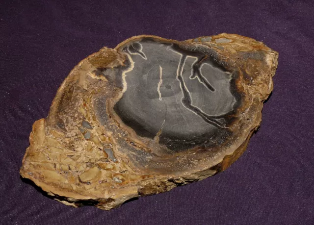 Scheibe versteinertes Holz Eden Valley Wyoming 210g 143x83x11mm Ofen Kamin Deko 3