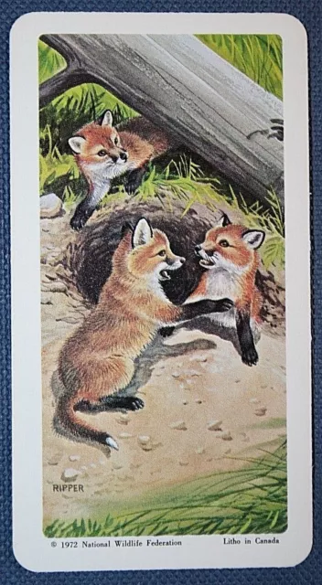 RED FOX CUBS   Illustrated Wildlife Card   QC29