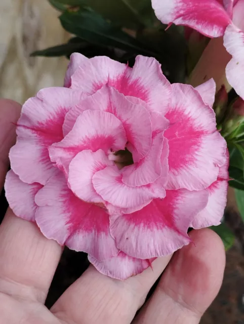 Adenium Obesum