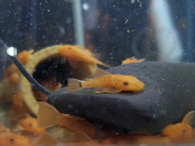 1"+ SUPER RED Bristlenose Pleco |Ancistrus sp.| USA Tank Bred | LiveLeeAquatics