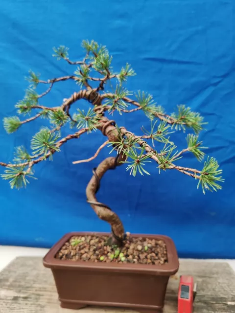 Bonsai Por pino Silvestre H 53 CM Visita El Tienda