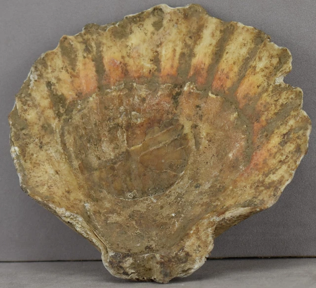 Antique Yemeni archaeological oyster Shell