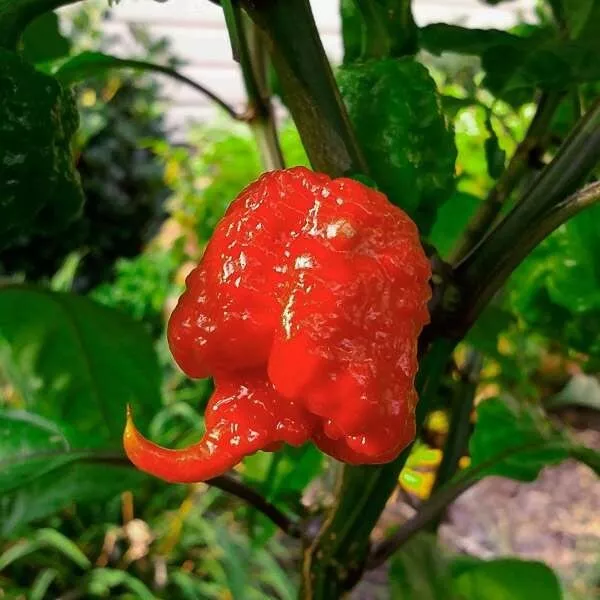 Hot Pepper Seeds 30 Seeds Carolina Reaper Chili Pepper, non-GMO, free shipping