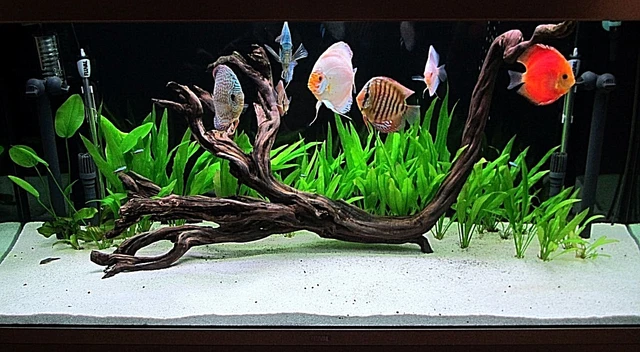 Super White Fish Tank Aquarium Sand  Cichlid / Stingrays/  Discus  42 Lb's 2