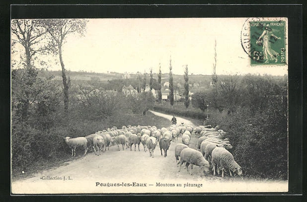 CPA Pougues-les-Eaux, Pasture Sheep 1912
