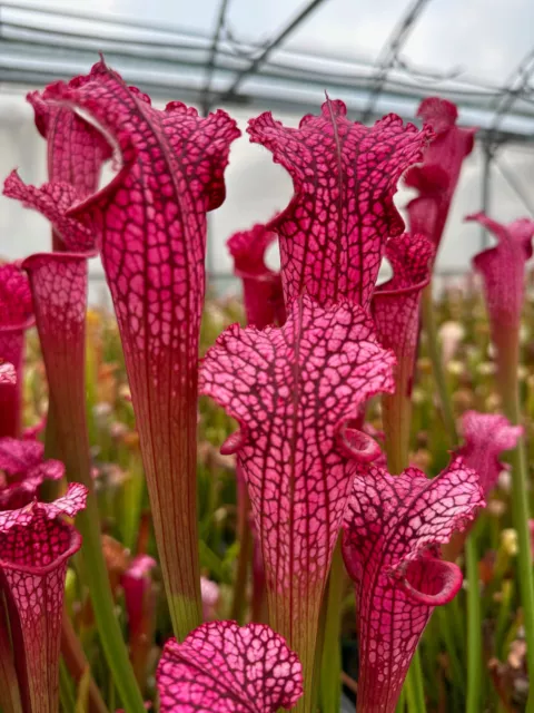 Sarracenia leucophylla cv. Ruby Joyce  - Carnivorous Pitcher Plant Triffid Park