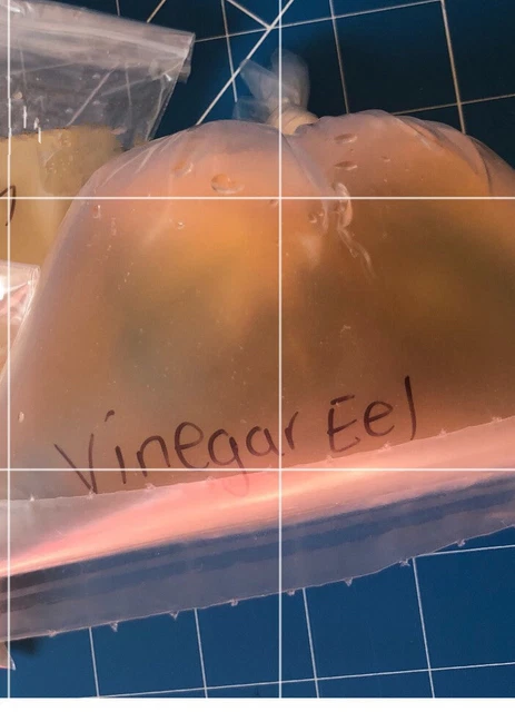 VINEGAR EELS  LIVE STARTER CULTURE  4ozFood For Betta Guppy Nano Fish Small fish