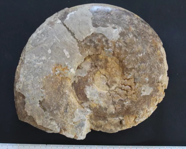 Ammonite fossile Esericeras Toarcien Normandie